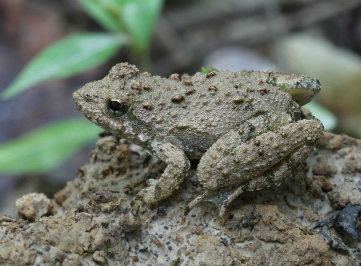 Cricket Frog